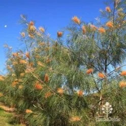 Grevillea Honey Gem -Garden Plant Store apo honey gem grevillea winter and butterfly