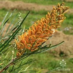 Grevillea Honey Gem -Garden Plant Store apo honey gem nursery flower