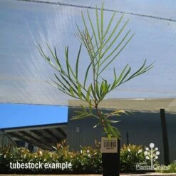 Grevillea Honey Gem -Garden Plant Store apo honey gem tubestock large