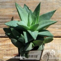 Haworthia Savanna - Succulent -Garden Plant Store apo howarthia savanna lage size