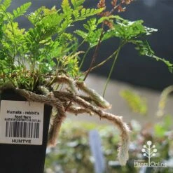 Humata - Rabbit's Foot Fern -Garden Plant Store apo humata fern aerial roots