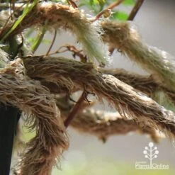 Humata - Rabbit's Foot Fern -Garden Plant Store apo humata fern aerial roots close