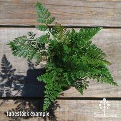 Humata - Rabbit's Foot Fern -Garden Plant Store apo humata fern tubestock