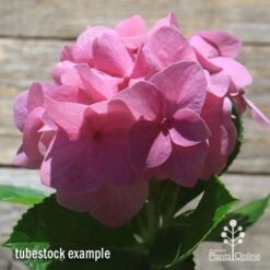 Hydrangea Alpengluhen 8 Hydrangea Alpengluhen -Garden Plant Store apo hydrangea alpengluhen flower