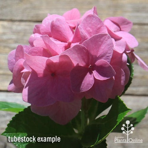 Hydrangea Alpengluhen 4 Hydrangea Alpengluhen - Image 4