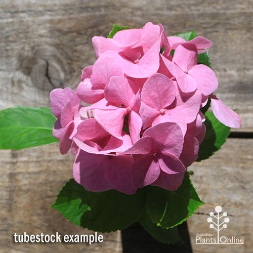 Hydrangea Alpengluhen 2 Hydrangea Alpengluhen - Image 2