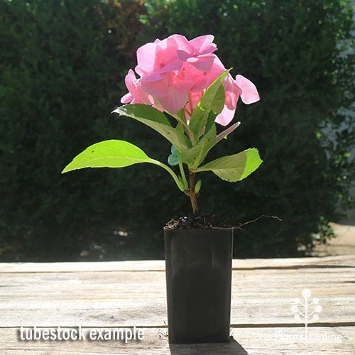 Hydrangea Alpengluhen 5 Hydrangea Alpengluhen - Image 5