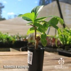 Hydrangea Ayesha -Garden Plant Store apo hydrangea ayesha tubestock