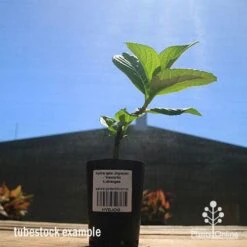 Hydrangea Jogasaki - Fireworks Hydrangea -Garden Plant Store apo hydrangea fireworks tubestock2