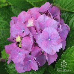 Hydrangea Assorted -Garden Plant Store apo hydrangea purple nursery