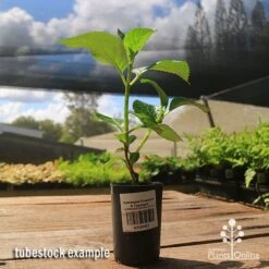 Hydrangea President R Touchard -Garden Plant Store apo hydrangea touchard tubestock