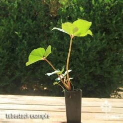 Hellebore Ice Breaker Max - Winter Rose -Garden Plant Store apo icebreaker max hellebore tubestock 1