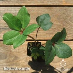 Hellebore Ice Breaker Max - Winter Rose -Garden Plant Store apo icebreaker max hellebore tubestock top