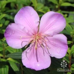 Tibouchina Illusion -Garden Plant Store apo illusion pink