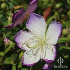 Tibouchina Illusion -Garden Plant Store apo illusion tibouchina sunshine