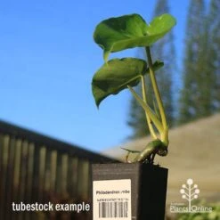 Philodendron Imbe -Garden Plant Store apo imbe tubestock blue sky