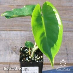 Philodendron Imbe -Garden Plant Store apo imbe tubestock fresh leaf
