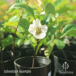 Chaenomeles Nivalis - Japanese Quince -Garden Plant Store apo japanese quince nivalis