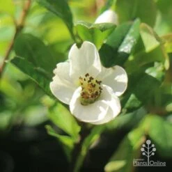 Chaenomeles Nivalis - Japanese Quince -Garden Plant Store apo japanese quince nivalis flower