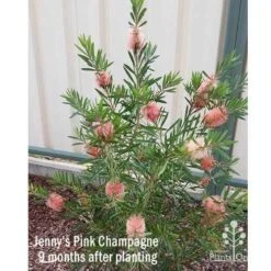 Callistemon Pink Champagne 19 Callistemon Pink Champagne -Garden Plant Store apo jennys pink champagne