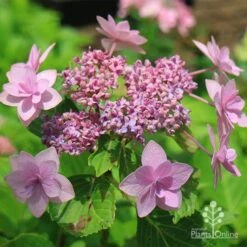 Hydrangea Jogasaki - Fireworks Hydrangea -Garden Plant Store apo jogasaki fireworks hydrangea