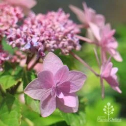 Hydrangea Jogasaki - Fireworks Hydrangea -Garden Plant Store apo jogasaki hydrangea floret