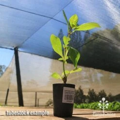 Hydrangea Jogasaki - Fireworks Hydrangea -Garden Plant Store apo jogasaki tubestock