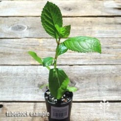 Hydrangea Jogasaki - Fireworks Hydrangea -Garden Plant Store apo jogasaki tubestock top