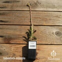 Kalanchoe Tomentosa – Panda Plant - Succulent 13 Kalanchoe Tomentosa – Panda Plant - Succulent -Garden Plant Store apo kalanchoe panda plant large size 1