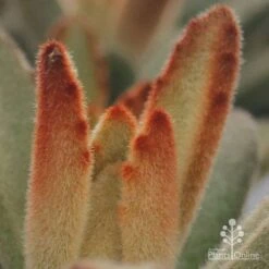 Kalanchoe Tomentosa – Panda Plant - Succulent 18 Kalanchoe Tomentosa – Panda Plant - Succulent -Garden Plant Store apo kalanchoe tomentosa furry