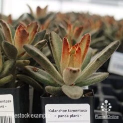 Kalanchoe Tomentosa – Panda Plant - Succulent 14 Kalanchoe Tomentosa – Panda Plant - Succulent -Garden Plant Store apo kalanchoe tomentosa tubestock plant