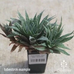 Aloe Aristata - Lace Aloe - Succulent -Garden Plant Store apo lace aloe tubestock side