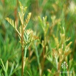 Grevillea Lana Maree 16 Grevillea Lana Maree -Garden Plant Store apo lana maree gold foliage