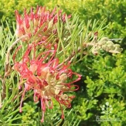 Grevillea Lana Maree 20 Grevillea Lana Maree -Garden Plant Store apo lana maree grevillea flowers2