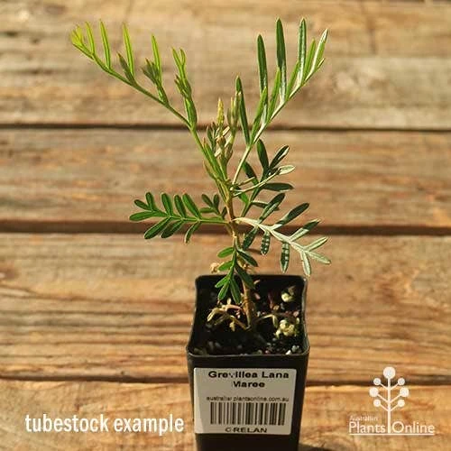 Grevillea Lana Maree 3 Grevillea Lana Maree - Image 3