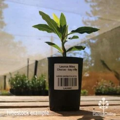 Laurus Miles Choice - Bay Tree 4 Laurus Miles Choice - Bay Tree -Garden Plant Store apo laurus miles choice tubestock