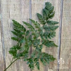 Rumohra Adiantiformis - Leatherleaf Fern -Garden Plant Store apo leather leaf fern