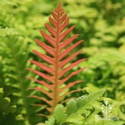 Rumohra Adiantiformis - Leatherleaf Fern -Garden Plant Store apo leatherleaf coloured leaf
