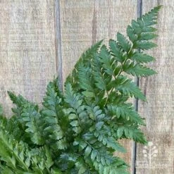 Rumohra Adiantiformis - Leatherleaf Fern -Garden Plant Store apo leatherleaf fern