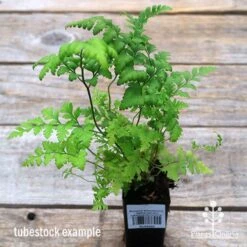 Rumohra Adiantiformis - Leatherleaf Fern -Garden Plant Store apo leatherleaf fern tubestock