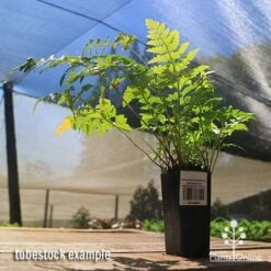 Rumohra Adiantiformis - Leatherleaf Fern