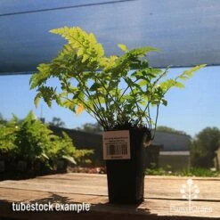 Rumohra Adiantiformis - Leatherleaf Fern -Garden Plant Store apo leatherleaf rumohra tubestock large