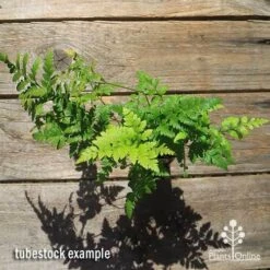 Rumohra Adiantiformis - Leatherleaf Fern -Garden Plant Store apo leatherleaf rumohra tubestock large top