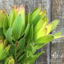 Leucadendron Gold Strike -Garden Plant Store apo lecuadendron gold strike flowers