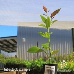 Citrus - Lemon Eureka -Garden Plant Store apo lemon eureka tubestock