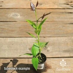 Citrus - Lemon Eureka -Garden Plant Store apo lemon eureka tubestock top