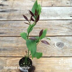 Citrus - Lemon Lisbon -Garden Plant Store apo lemon lisbon tubestock new leaf colour