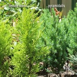 Cupressus Lemon Scent - Lemon Cypress -Garden Plant Store apo lemon scent pyramidalis compare 1
