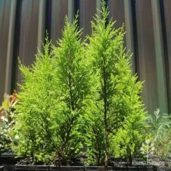 Cupressus Lemon Scent - Lemon Cypress -Garden Plant Store apo lemon scent small trees