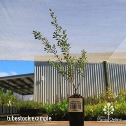 Leptospermum Seclusion - Tea Tree -Garden Plant Store apo leptospermum seclusion tubestock